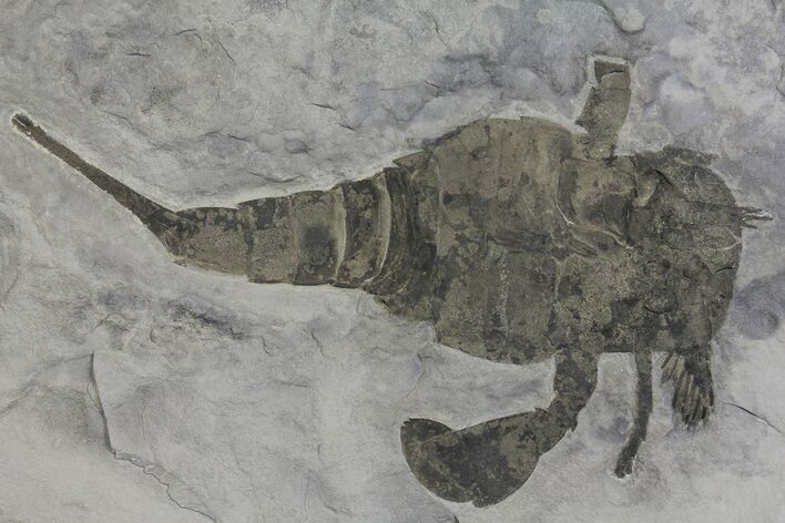 Eurypterus (Sea Scorpion) Fossil - New York #173024